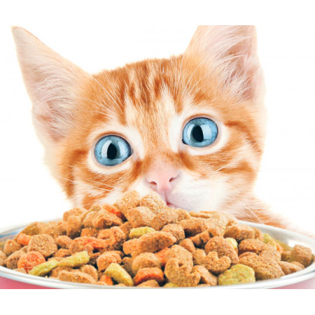 Ξηρή τροφή γάτας